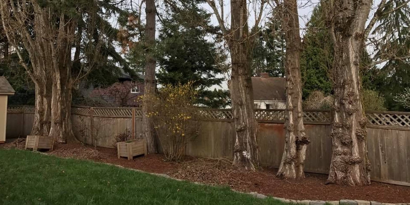 Melbourne Tree Stump Removal & Grinding Services