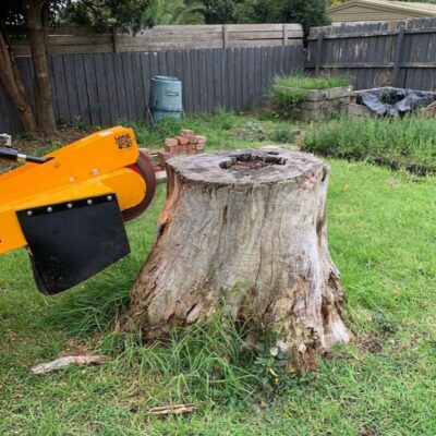 Melbourne Tree Stump Removal & Grinding Services